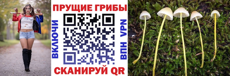Псилоцибиновые грибы GOLDEN TEACHER  Нефтекумск 
